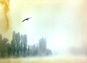 Picture of the month 5/12.