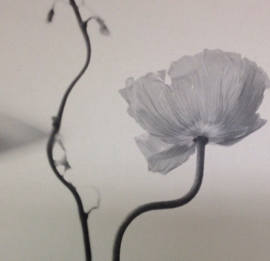 Picture of the month 6/12. Poppy.